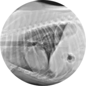 Radiografía veterinaria