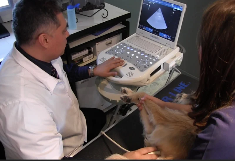 Médico veterinario realizando un ultrasonido a un perro