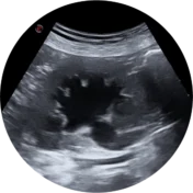 Ultrasonido veterinario